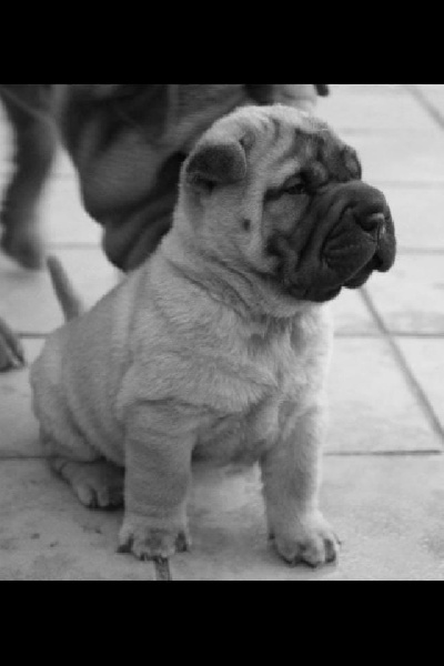 Boubou !!