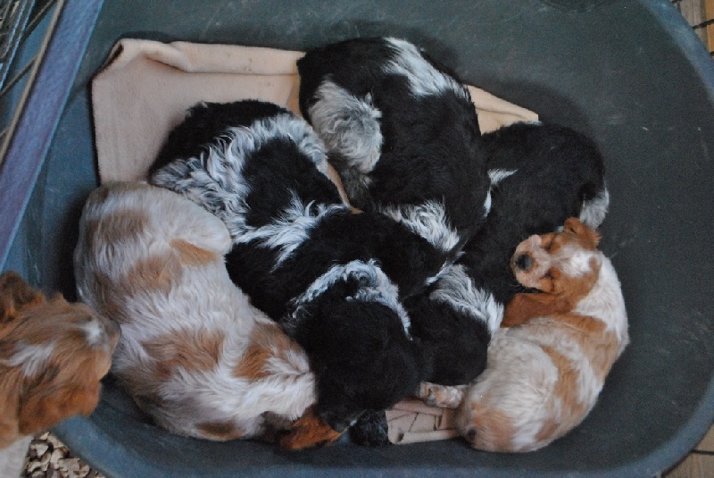 Chiot Epagneul Breton Du Sentier De Pagnol